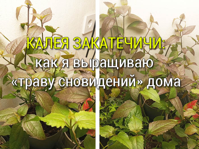 Калея закатечичи (Calea zacatechichi): как я выращиваю «траву сновидений» дома