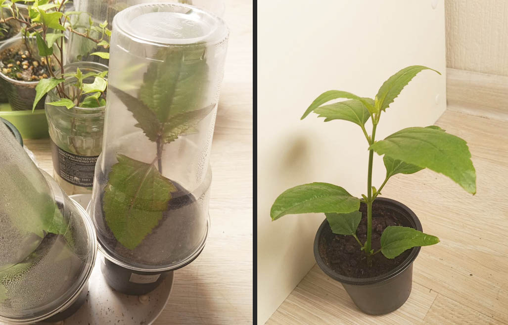 калея закатечичи черенки как размножать