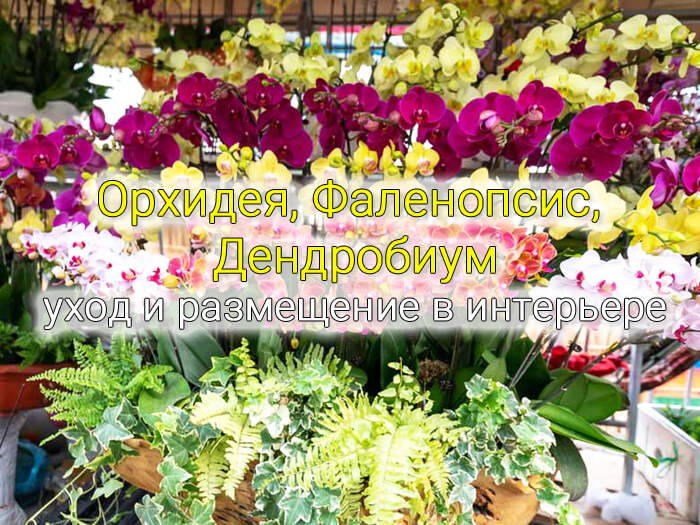 Орхидея, Фаленопсис, Дендробиум