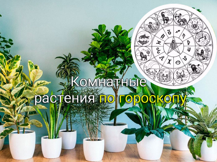 комнатные растения по гороскопу