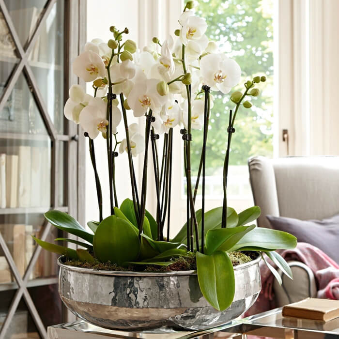 орхидеи в интерьере квартиры
