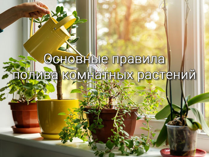 правила полива комнатных растений 