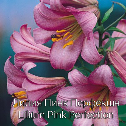 Лилия Пинк Перфекшн Lilium Pink Perfection
