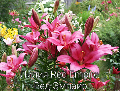 Лилия Red Empire Ред Эмпайр