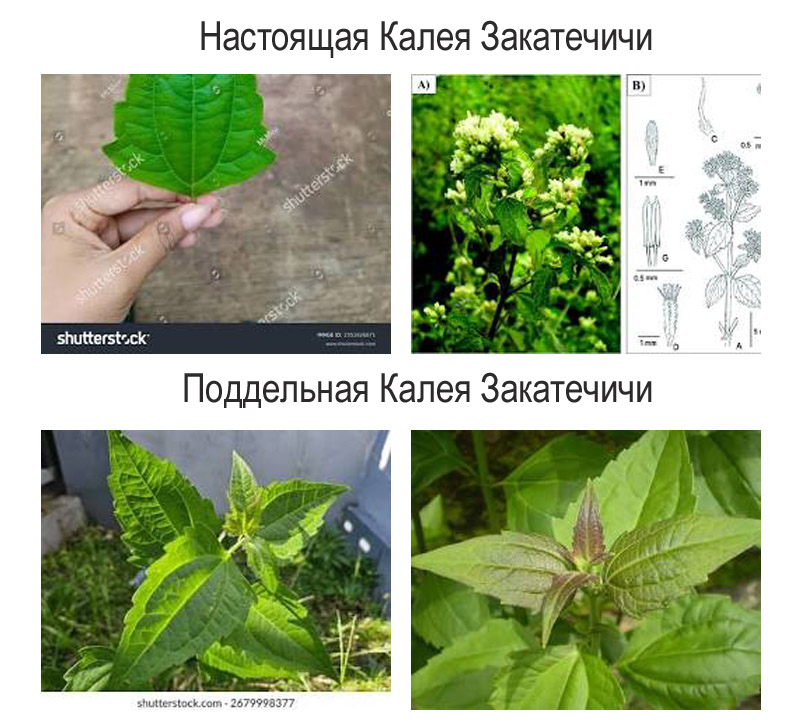 как отличить настоящую калею закатечичи