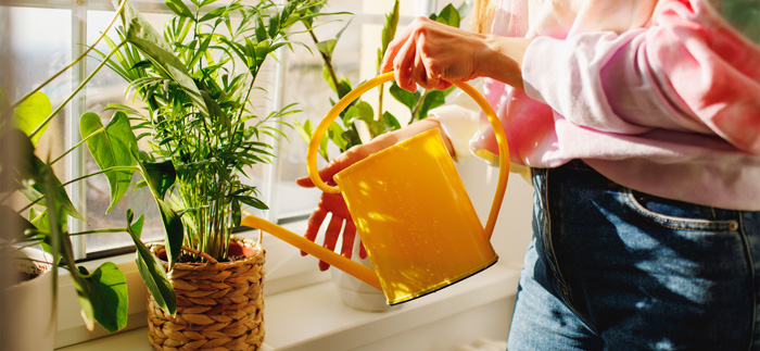 как правильно поливать комнатные растения