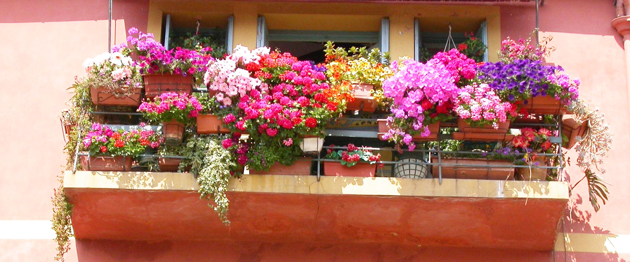 цветы для балкона список