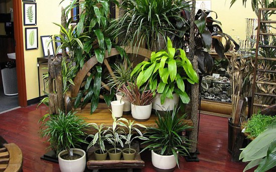 Полезные свойства комнатных растений