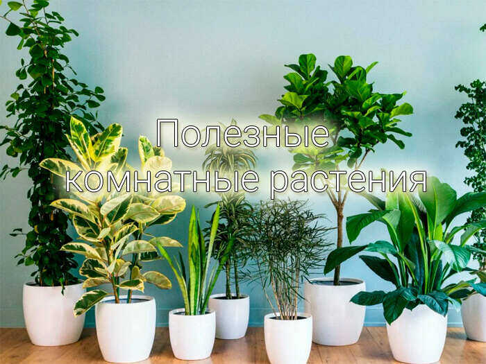 полезные комнатные растения фото