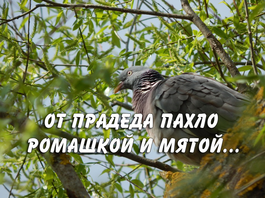 сад и огород видео