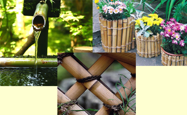 Как вырастить бамбук на даче. Применение бамбука. - Мир в цвету - Сайт о Цветах