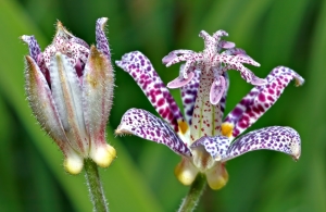 садовая орхидея фото