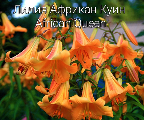 Лилия Африкан Куин African Queen