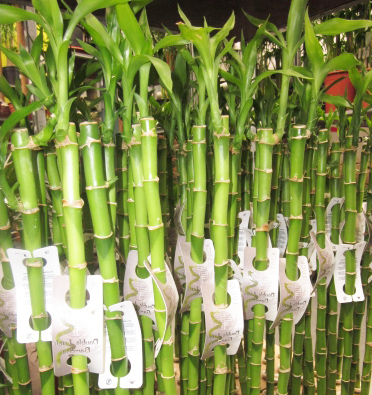 бамбук вырастить на даче